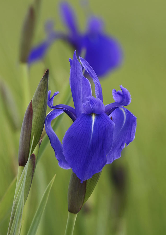 Image of Iris laevigata specimen.