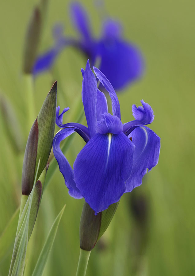 Изображение особи Iris laevigata.