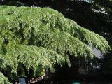 Cedrus deodara
