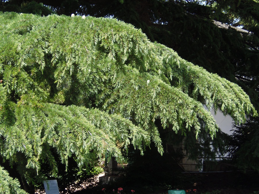 Изображение особи Cedrus deodara.