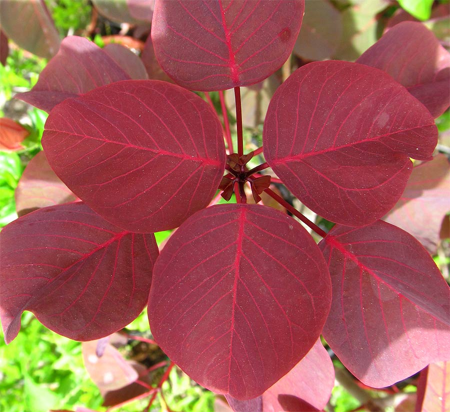 Image of Euphorbia cotinifolia specimen.