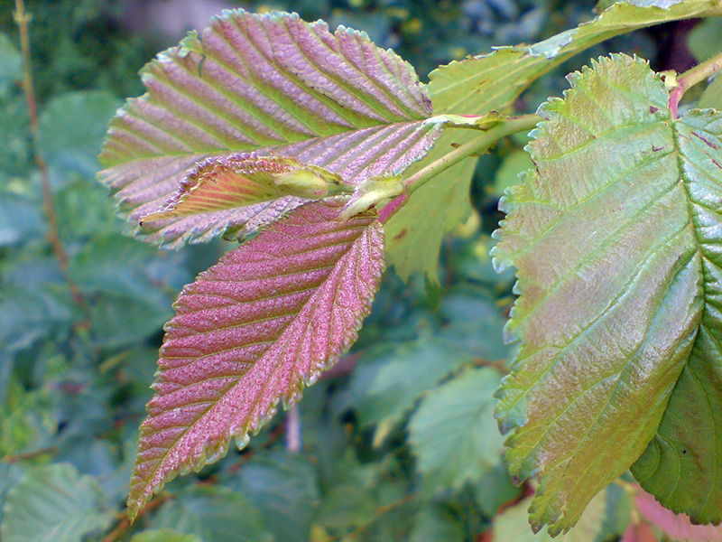 Изображение особи Ulmus glabra.