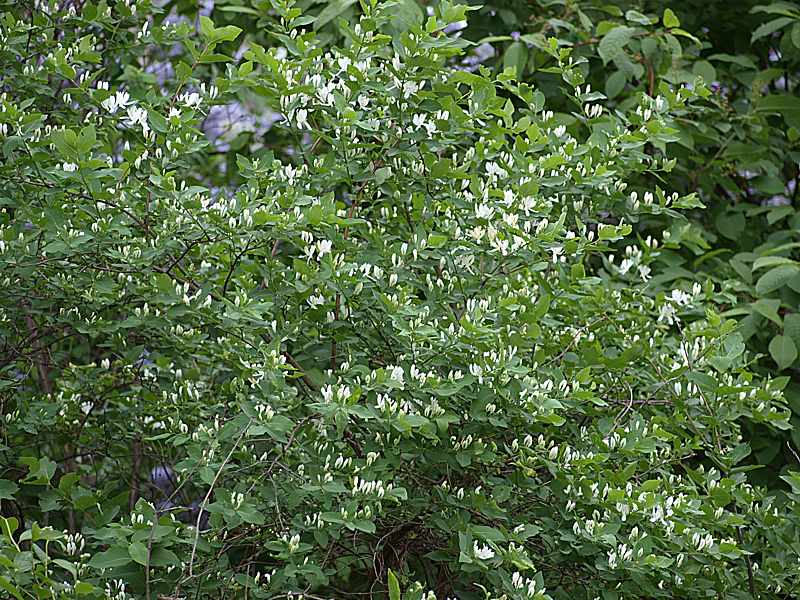 Image of Lonicera tatarica specimen.