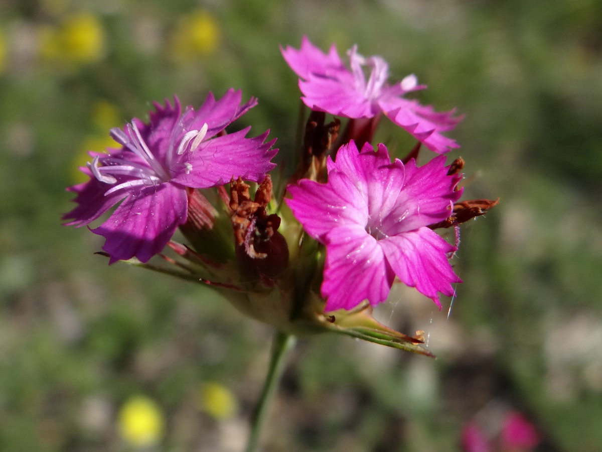 Image of Dianthus capitatus specimen.