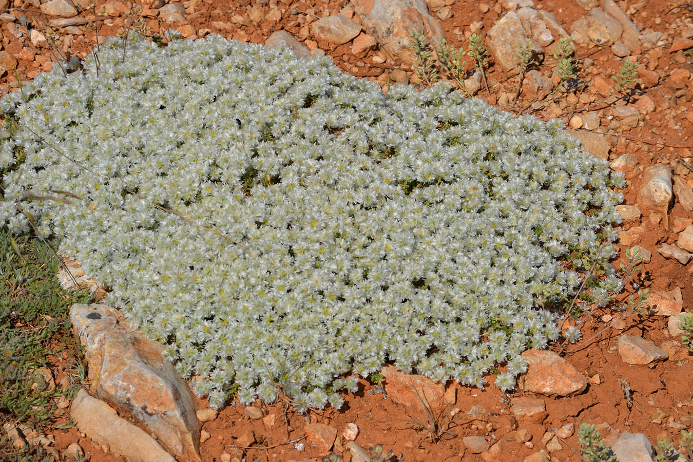 Image of Paronychia cephalotes specimen.