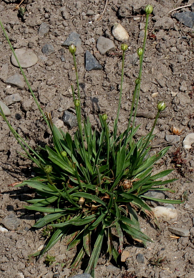Image of Armeria majellensis specimen.