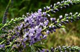 Veronica longifolia