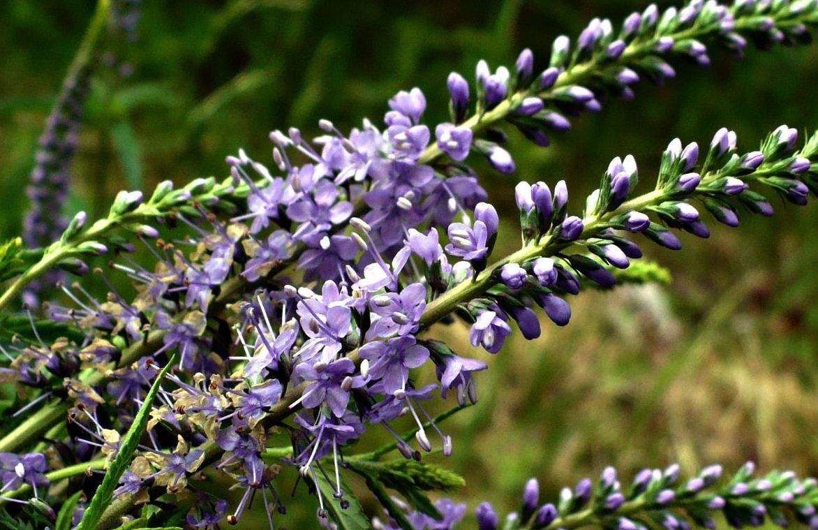 Изображение особи Veronica longifolia.