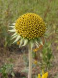 Helianthus mollis