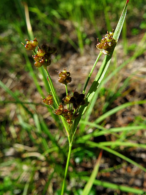 Image of Luzula pallescens specimen.