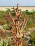 Salicornia perennans. Верхушка веточки. Краснодарский край, м/о Анапа, окр. ст. Благовещенская, Витязевский лиман, песчано-ракушечный пляж. 16.08.2013.