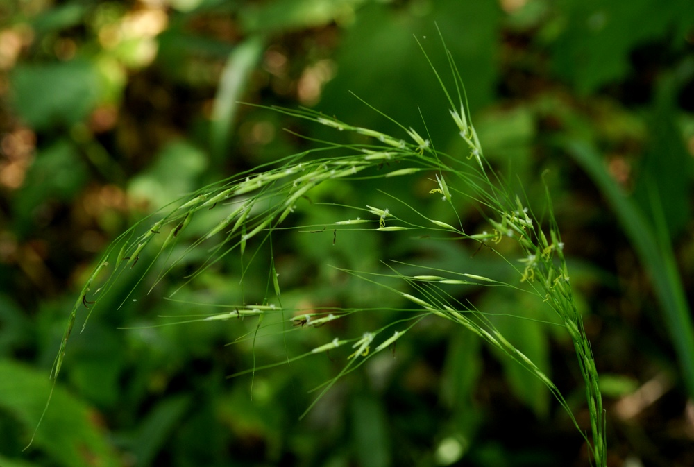 Изображение особи Achnatherum pekinense.