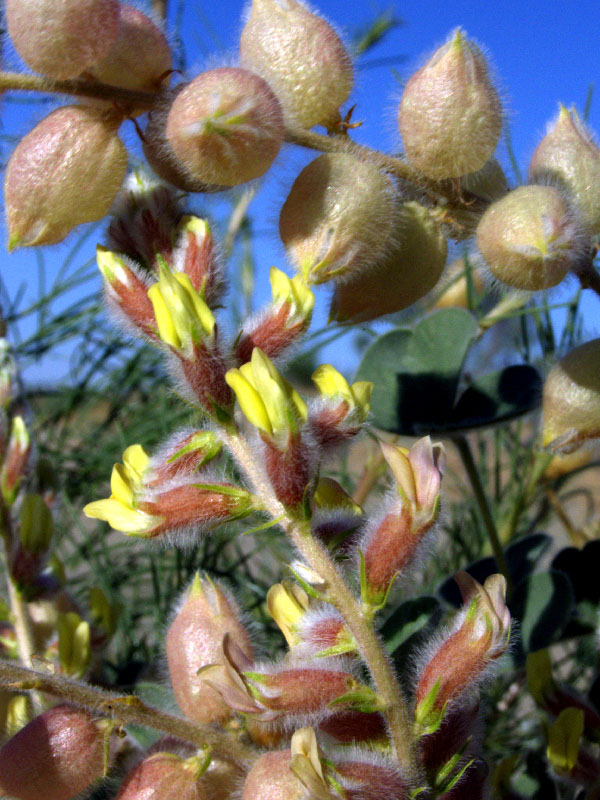 Изображение особи Astragalus chiwensis.