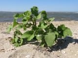 genus Xanthium