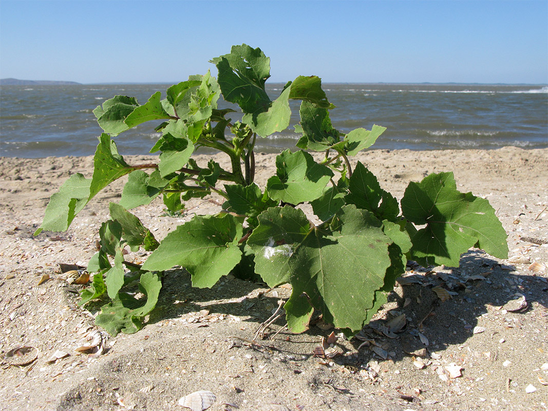 Image of genus Xanthium specimen.