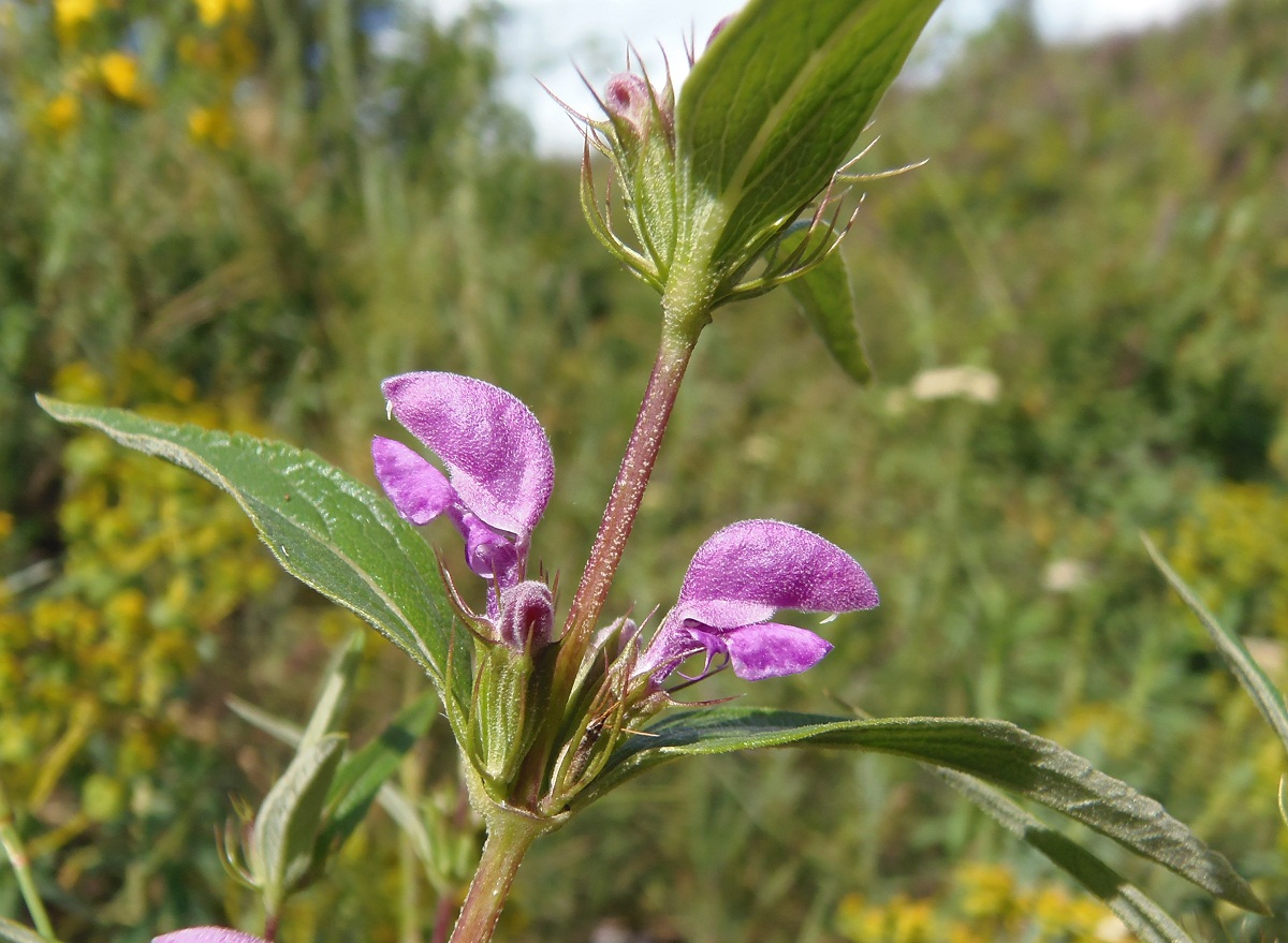 Image of Phlomis pungens specimen.