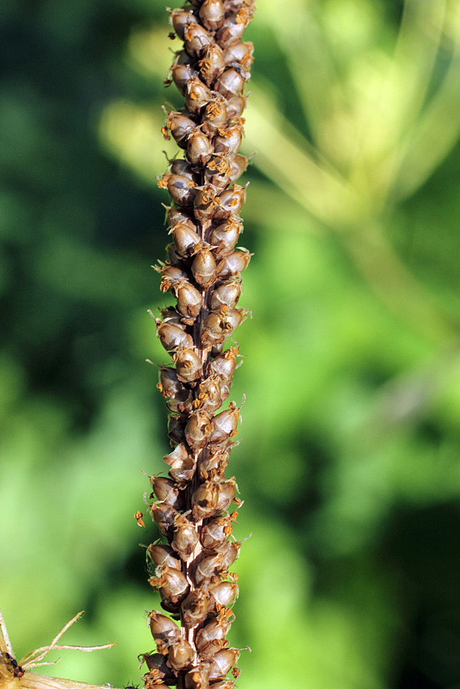 Изображение особи Plantago major.