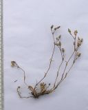Minuartia oreina