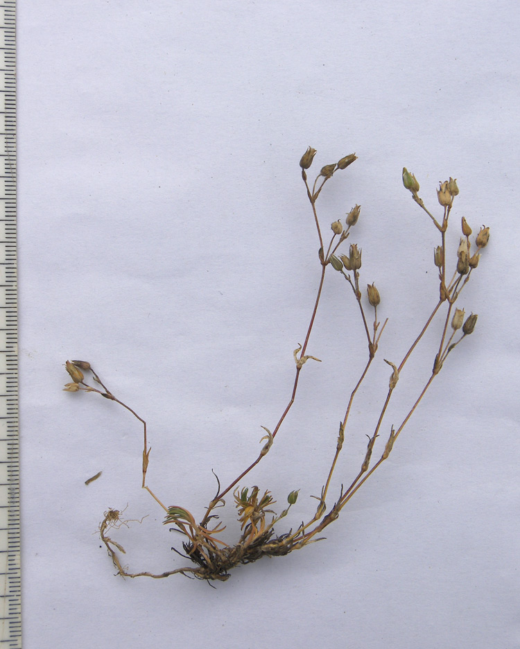 Image of Minuartia oreina specimen.