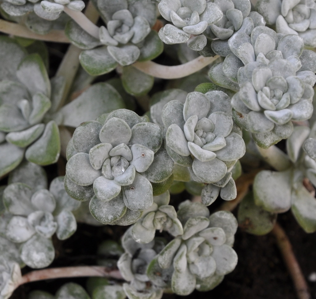 Image of Sedum spathulifolium specimen.