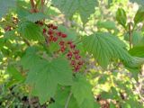 genus Ribes. Соцветие и листья. Владивосток, Ботанический сад-институт ДВО РАН. 22 мая 2013 г.