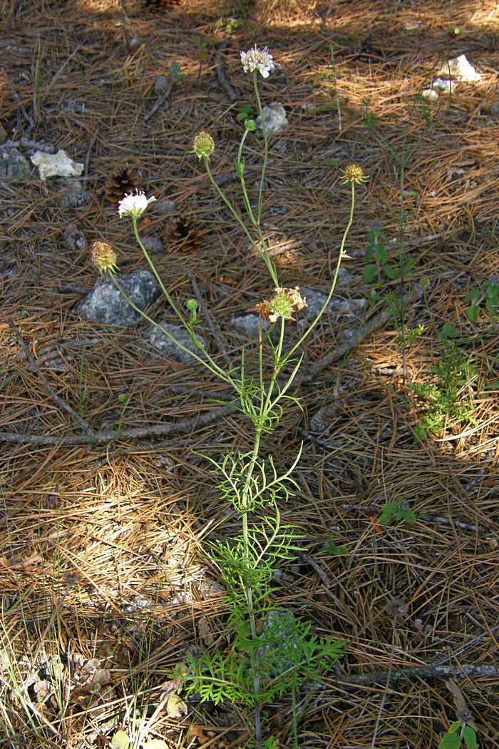 Изображение особи Scabiosa praemontana.