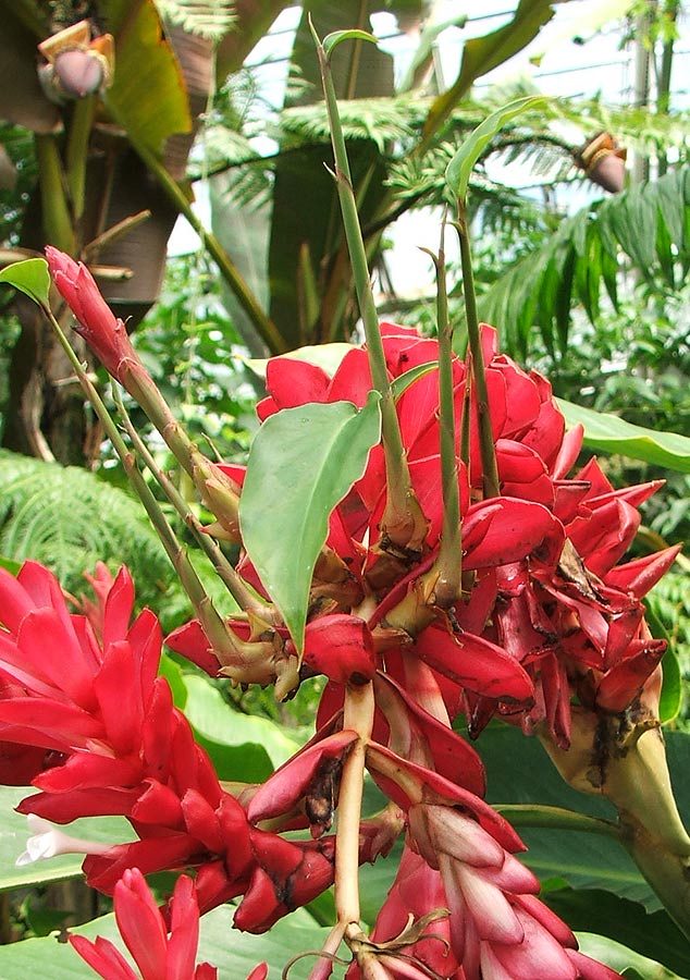 Изображение особи Alpinia purpurata.