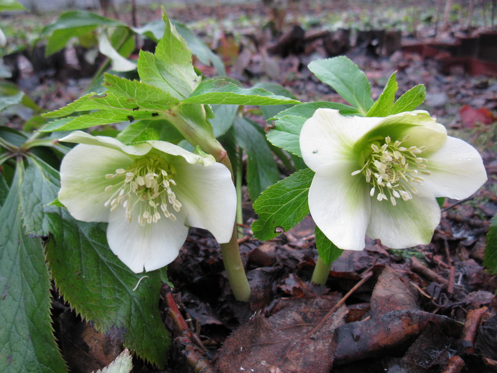 Image of Helleborus caucasicus specimen.