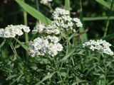 Achillea cartilaginea