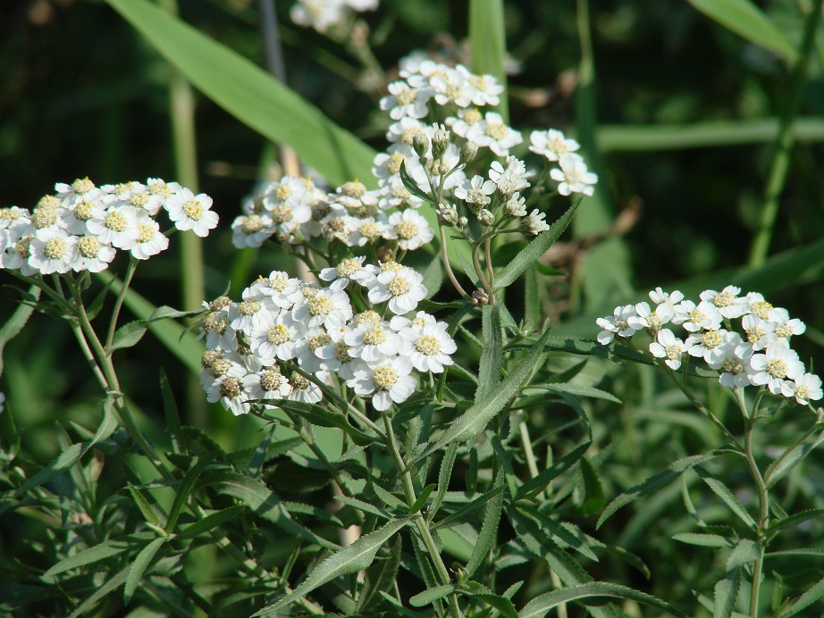 Изображение особи Achillea cartilaginea.