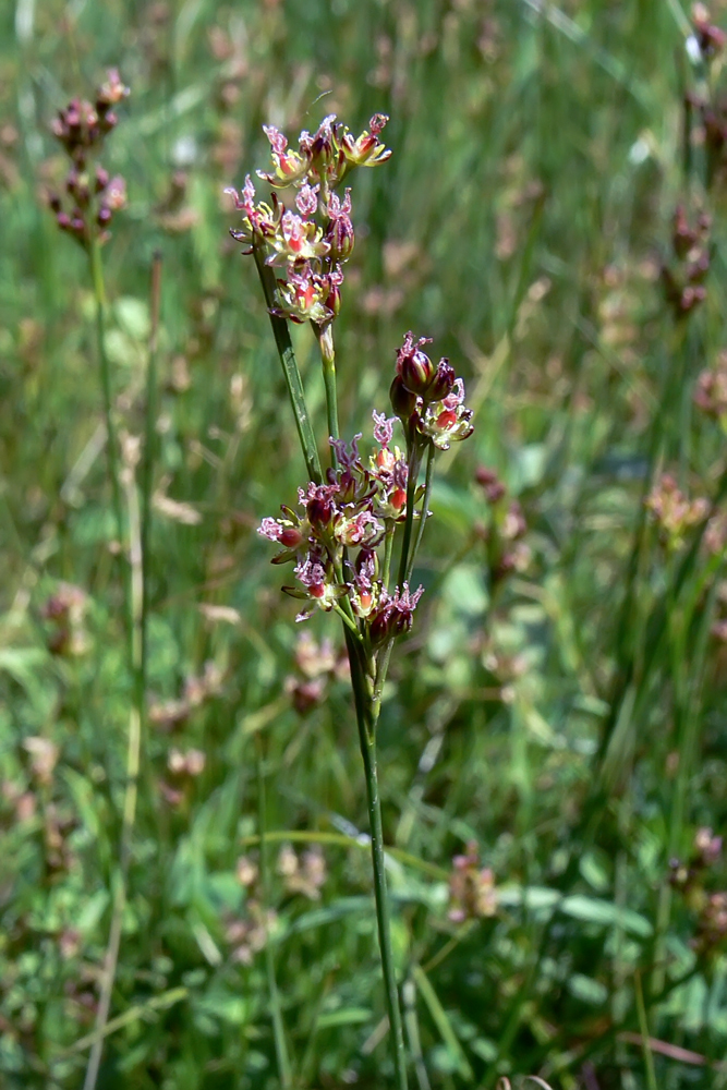 Изображение особи Juncus compressus.