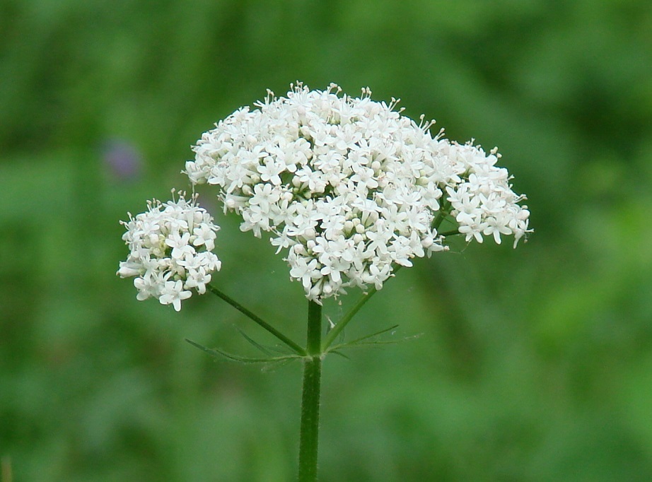 Изображение особи род Valeriana.