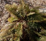 Polystichum setiferum. Перезимовавшее растение ('Plumosum Densum'). Германия, г. Дюссельдорф, Ботанический сад университета. 02.03.2014.
