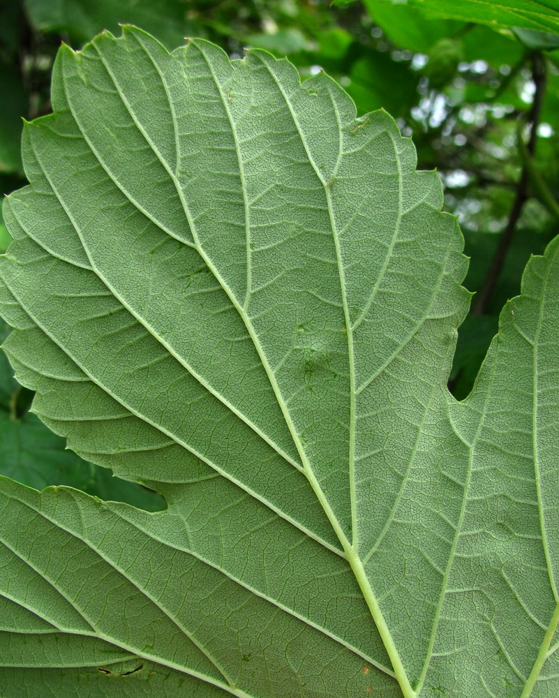 Изображение особи Humulus lupulus.