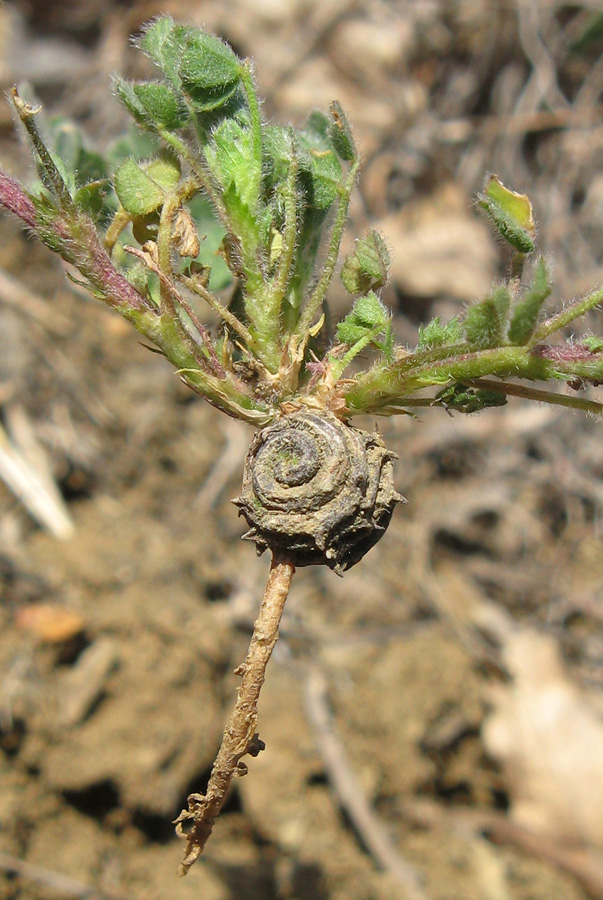 Изображение особи Medicago rigidula.