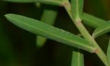 Euphorbia terracina