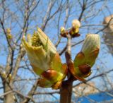 Aesculus hippocastanum. Часть побега с распускающимися листьями и соцветиями. Московская обл., Железнодорожный, в культуре. 21.04.2014.