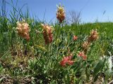 Astragalus calycinus