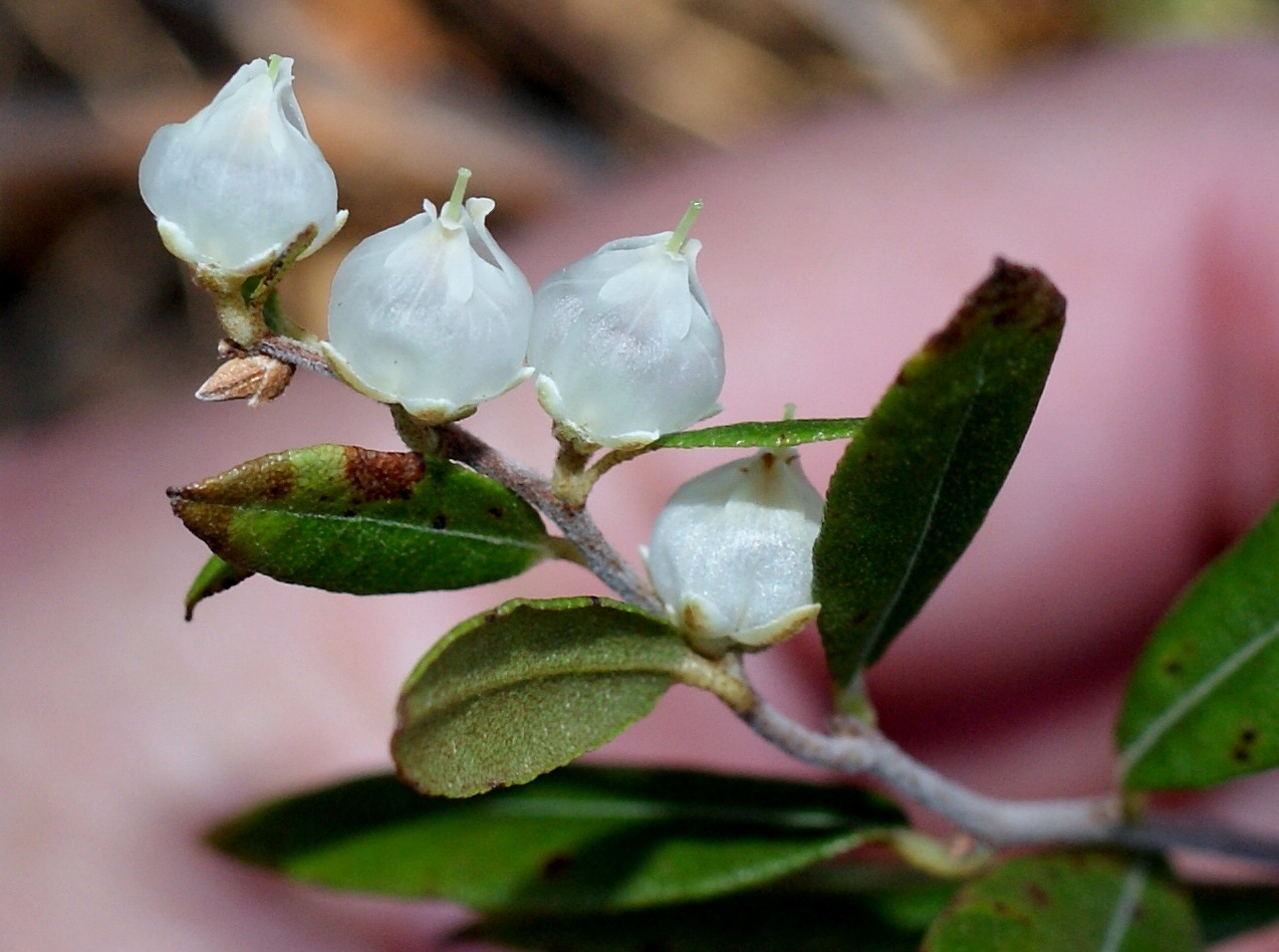 Image of Chamaedaphne calyculata specimen.