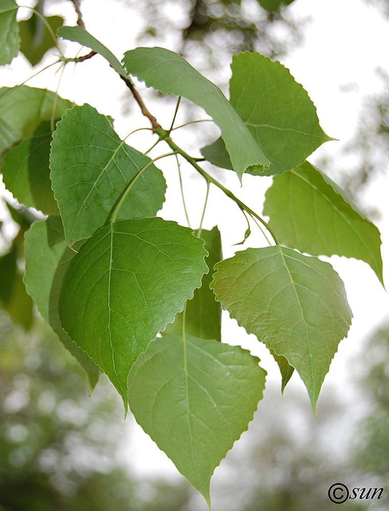 Изображение особи Populus nigra.