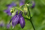 Aquilegia vulgaris. Цветок и бутон. Молдова, Кишинев, Ботанический сад АН Молдовы. 07.05.2014.