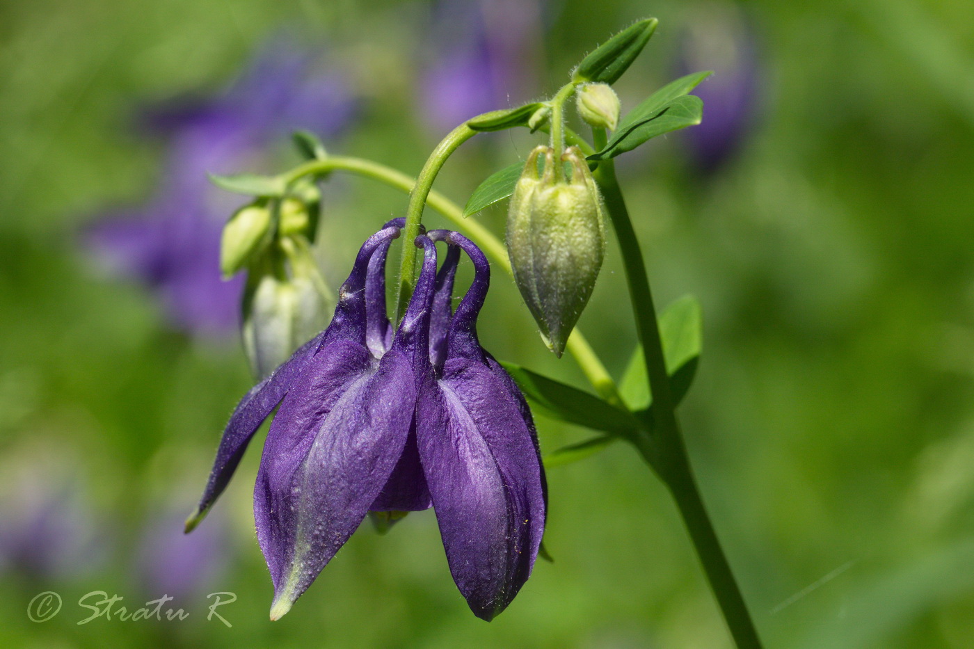 Изображение особи Aquilegia vulgaris.