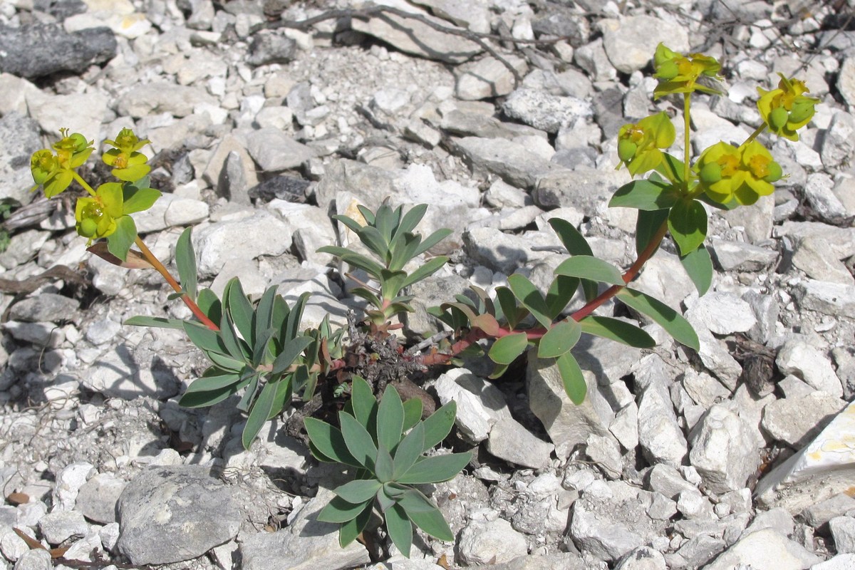 Image of Euphorbia glareosa specimen.