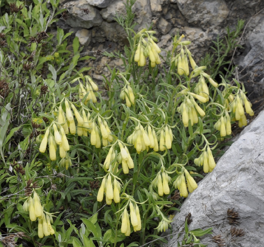 Image of Onosma heterophylla specimen.