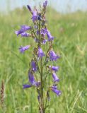 Campanula sibirica