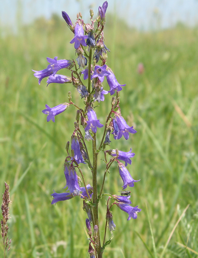 Изображение особи Campanula sibirica.