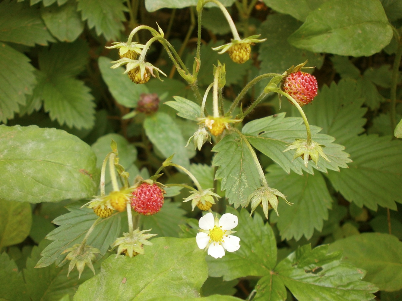 Изображение особи Fragaria vesca.