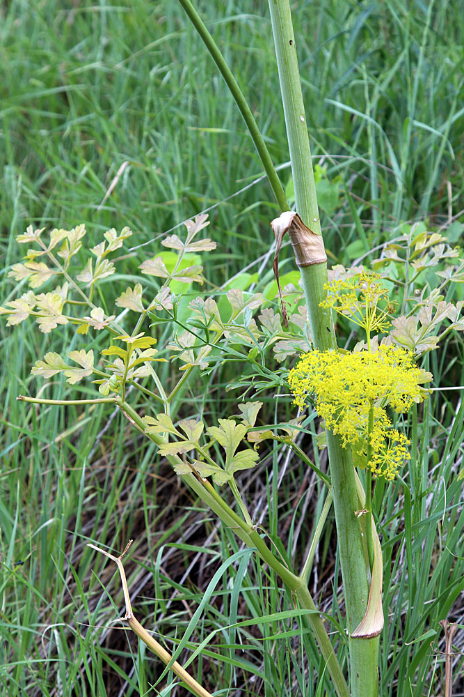 Изображение особи Ferula kirialovii.