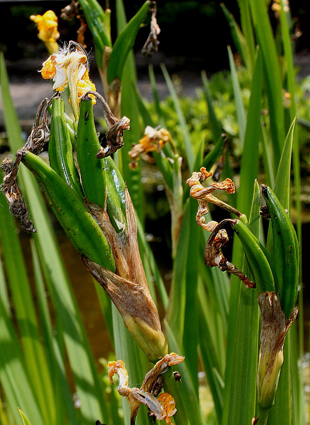 Изображение особи Iris pseudacorus.