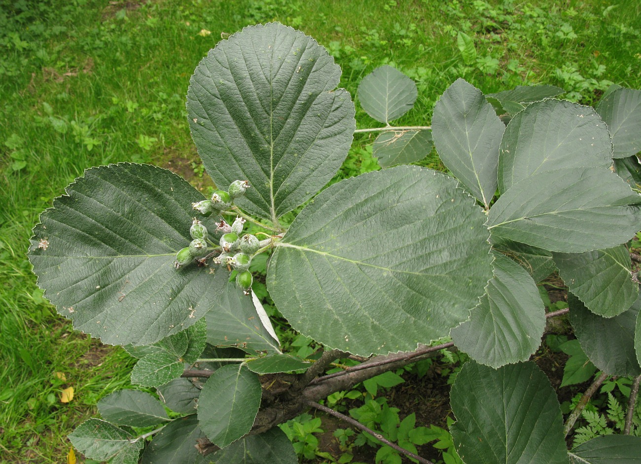 Image of Sorbus migarica specimen.